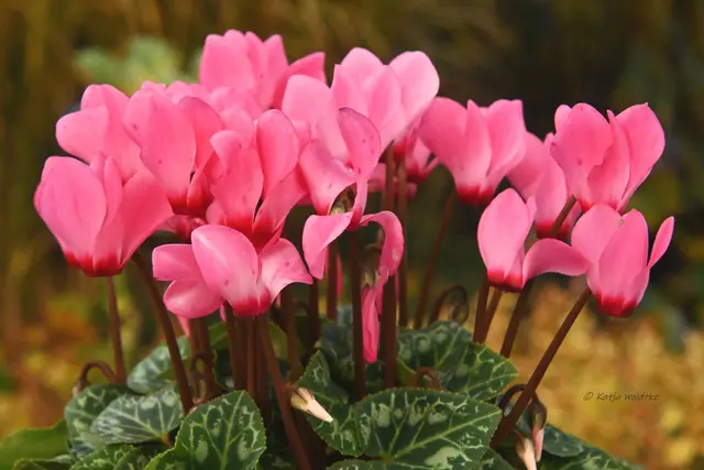 Garten im Jahreslauf (Foto: Katja Woidtke)

Frostige Blüten im November | Foto: Katja Woidtke
