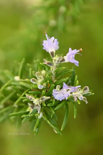 Garten im Jahreslauf (Foto: Katja Woidtke)

Frostige Blüten im November | Foto: Katja Woidtke