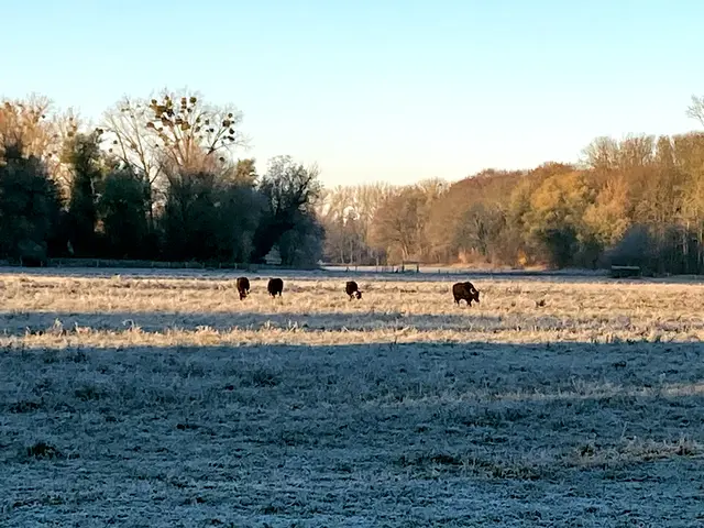 Die Wasserbüffel genießen die Morgensonne
