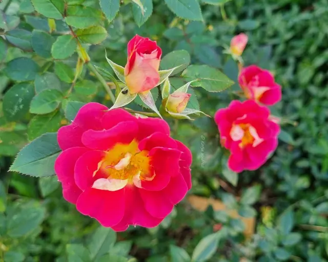 Garten im Jahreslauf (Foto: Katja Woidtke)

Frostige Blüten im November | Foto: Katja Woidtke