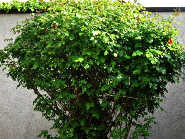 Da war die Freude im Frühjahr groß als sich die erste Rosenknospe zeigte