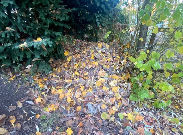 Der Igel hat sich unter diesem Laubhaufen am Haus eingebettet.