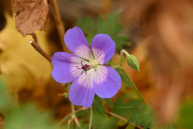 Garten im Jahreslauf (Foto: Katja Woidtke)

Frostige Blüten im November | Foto: Katja Woidtke