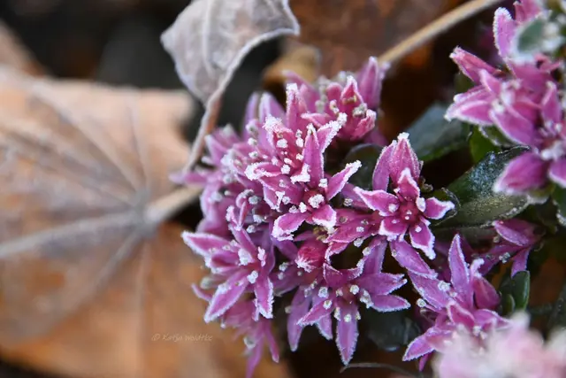 Garten im Jahreslauf (Foto: Katja Woidtke)

Frostige Blüten im November | Foto: Katja Woidtke