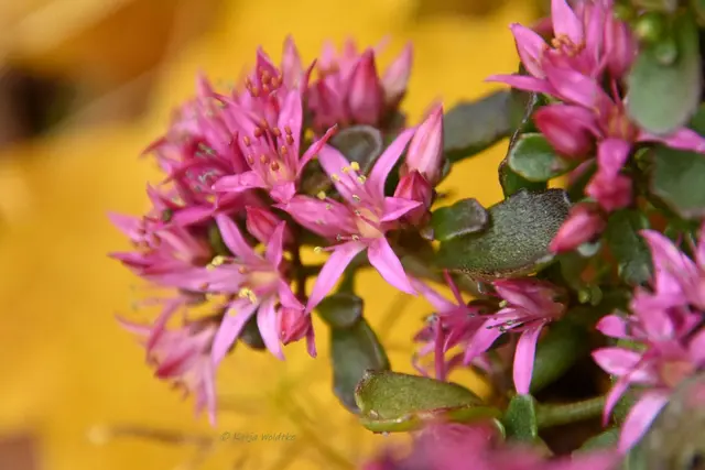 Garten im Jahreslauf (Foto: Katja Woidtke)

Frostige Blüten im November | Foto: Katja Woidtke