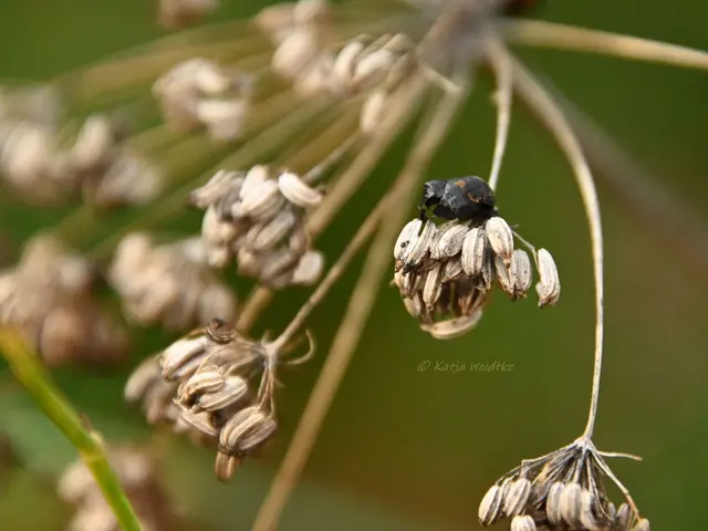 Garten im Jahreslauf (Foto: Katja Woidtke)

Frostige Blüten im November | Foto: Katja Woidtke