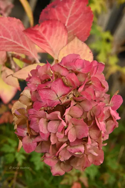 Garten im Jahreslauf (Foto: Katja Woidtke)

Frostige Blüten im November | Foto: Katja Woidtke