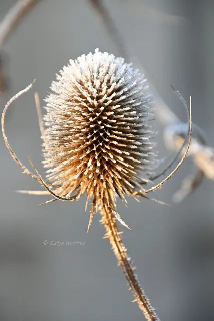 Garten im Jahreslauf (Foto: Katja Woidtke)

Frostige Blüten im November | Foto: Katja Woidtke