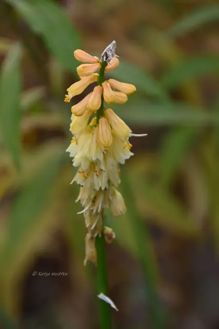 Garten im Jahreslauf (Foto: Katja Woidtke)

Frostige Blüten im November | Foto: Katja Woidtke