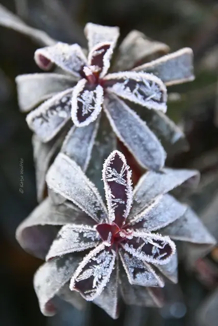 Garten im Jahreslauf (Foto: Katja Woidtke)

Frostige Blüten im November | Foto: Katja Woidtke