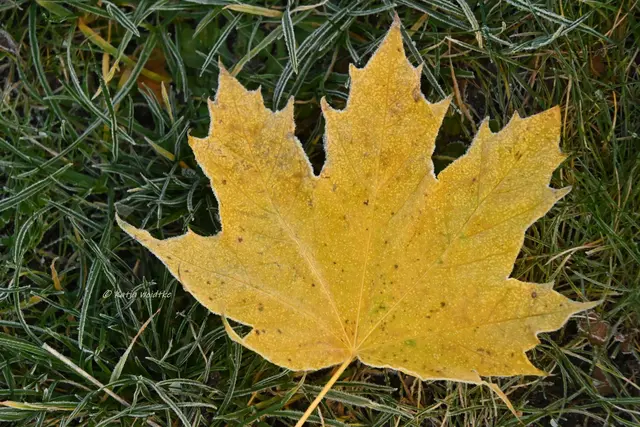 Garten im Jahreslauf (Foto: Katja Woidtke)

Frostige Blüten im November | Foto: Katja Woidtke