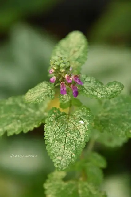 Garten im Jahreslauf (Foto: Katja Woidtke)

Frostige Blüten im November | Foto: Katja Woidtke