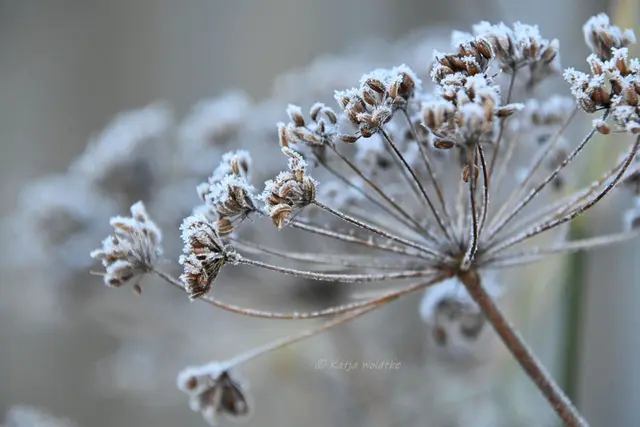 Garten im Jahreslauf (Foto: Katja Woidtke)

Frostige Blüten im November | Foto: Katja Woidtke
