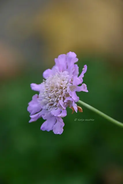 Garten im Jahreslauf (Foto: Katja Woidtke)

Frostige Blüten im November | Foto: Katja Woidtke