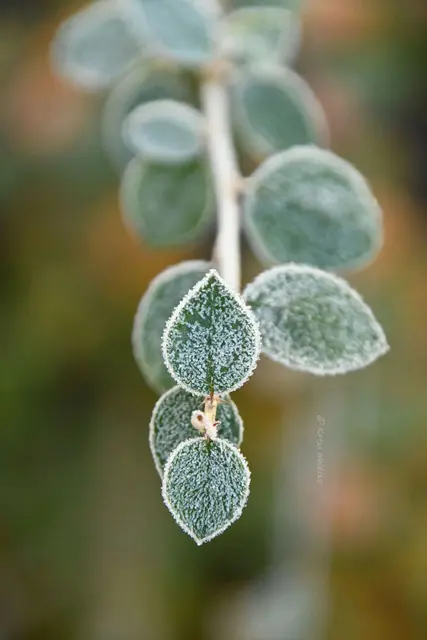 Garten im Jahreslauf (Foto: Katja Woidtke)

Frostige Blüten im November | Foto: Katja Woidtke