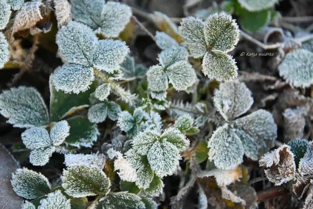 Garten im Jahreslauf (Foto: Katja Woidtke)

Frostige Blüten im November | Foto: Katja Woidtke
