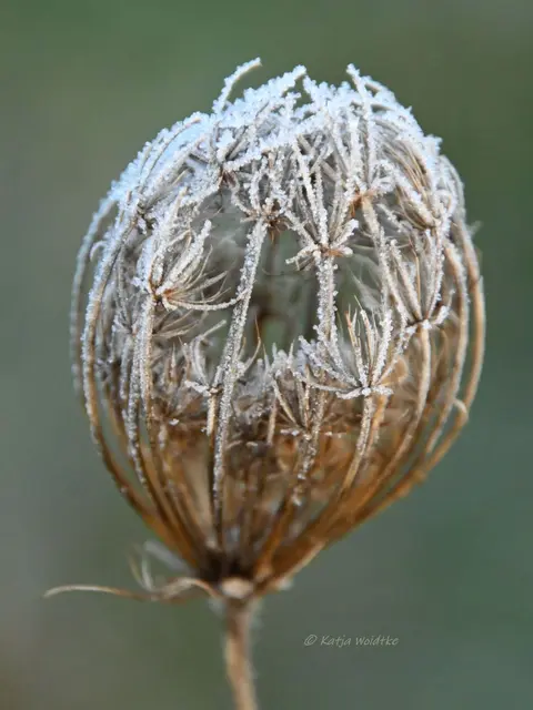 Garten im Jahreslauf (Foto: Katja Woidtke)

Frostige Blüten im November | Foto: Katja Woidtke