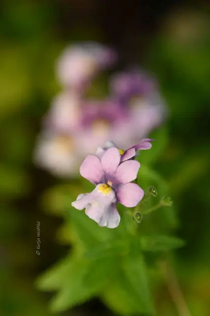 Garten im Jahreslauf (Foto: Katja Woidtke)

Frostige Blüten im November | Foto: Katja Woidtke