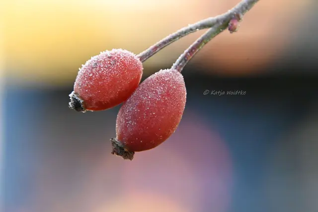 Garten im Jahreslauf (Foto: Katja Woidtke)

Frostige Blüten im November | Foto: Katja Woidtke