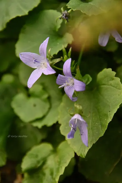 Garten im Jahreslauf (Foto: Katja Woidtke)

Frostige Blüten im November | Foto: Katja Woidtke