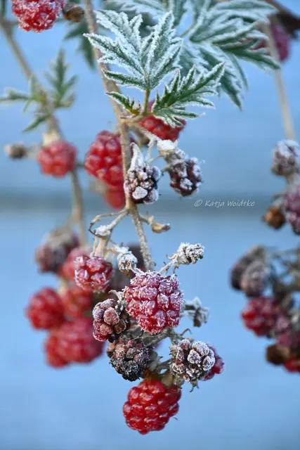 Garten im Jahreslauf (Foto: Katja Woidtke)

Frostige Blüten im November | Foto: Katja Woidtke