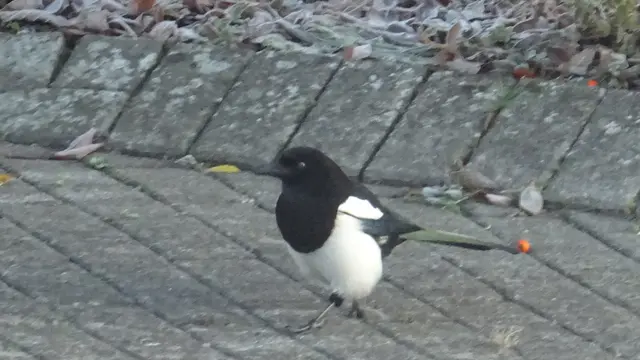 Für die Elster wären die leicht zugänglichen, bereits auf dem Boden liegenden Früchte des Apfeldorns eine einfache Nahrungsquelle. die wenig Aufwand erfordert. Allerdings sind die bei -5° gefrorenen Produkte kleine Eisbomben. Foto: Helmut Kuzina