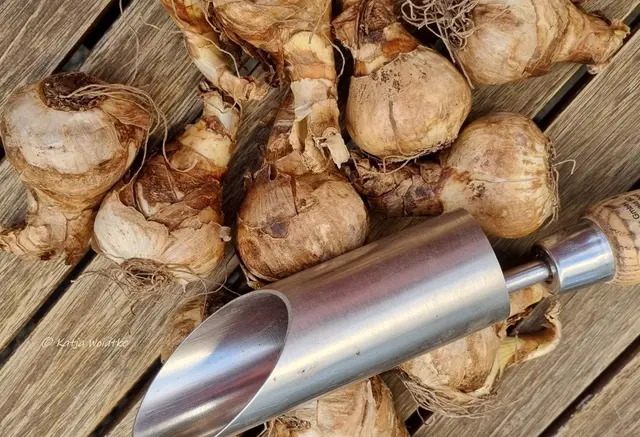 Garten im Jahreslauf (Foto: Katja Woidtke)

Frostige Blüten im November | Foto: Katja Woidtke