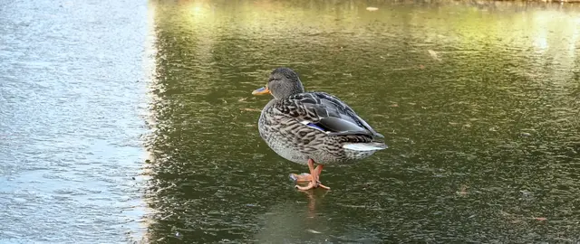 Die Eisfläche bietet in der Morgensonne tolle Lichstimmungen