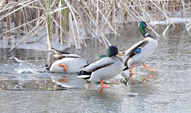 Bei diesen Herren sieht das Ganze recht tollpatschig aus