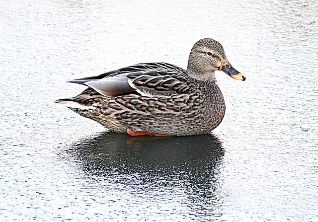 ... und man kann sich ohne Gefahr darauf ausruhen ...