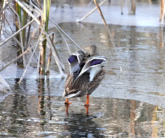 Mit den Flügeln gibt sie das Signal ihr zu folgen
