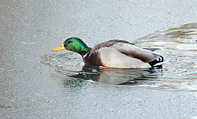 Der heikelste Teil ist das Besteigen der Eisschicht an ihrem brüchigen Rand