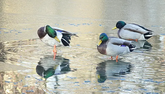 Aber schließlich schaffen es auch die unerfahrenen Männchen