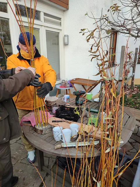 biegsame Zweige von Weiden  | Foto: Foto Claudia