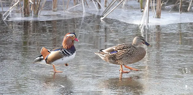 Beim Marsch übers Eis folgt man am besten einem erfahrenen Weibchen