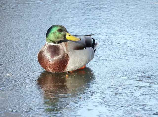 Ausruhen sollte man sich aber nicht zu lange! So manche Ente ist dabei schon am Eis angefroren!