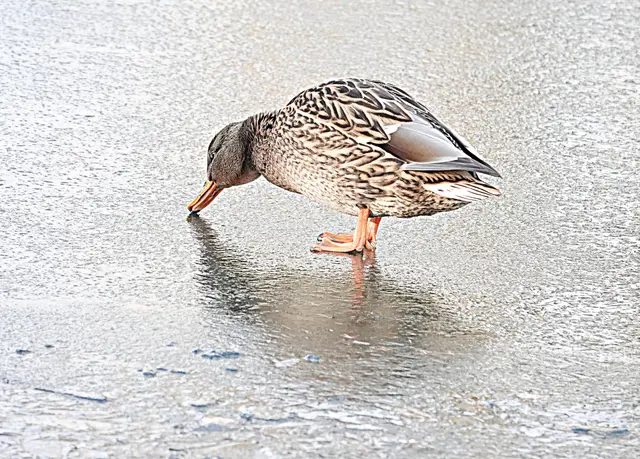 Hier ist die Eisschicht recht stabil ...