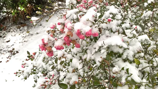 Die Straßenrosen bekommen in voller Blüte unversehens dünne Schneehauben. Foto: Helmut Kuzina