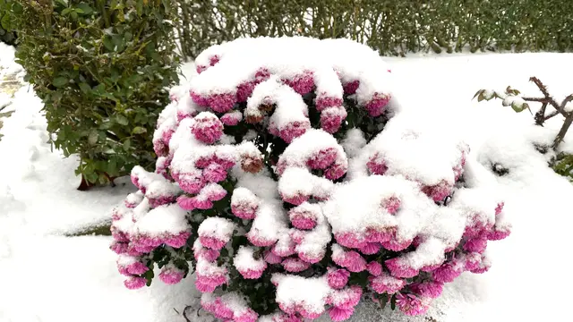 Die Herbstasten - noch in voller Blüte - neigen sich unter der Schneelast. Foto: Helmut Kuzina