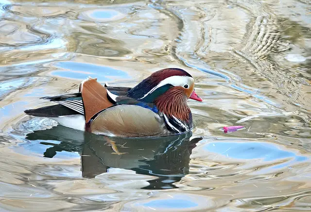 Was schwimmt denn da im Eiswasser? Ist etwa mein Schnabel abgebrochen?