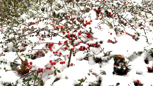 Die immergrüne Strauchmispel hält ihre roten Beeren noch aus dem Schnee heraus. Foto: Helmut Kuzina