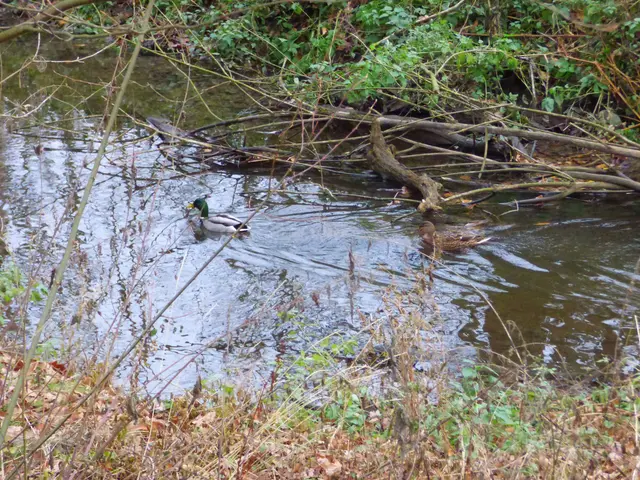 Die Enten freut das