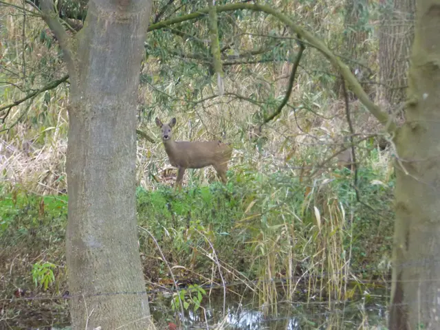 Überraschung am Mühlenteich