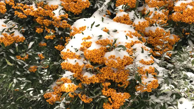 Eine leichte Schneedecke überzieht die Früchte des Feuerdorns. Foto: Helmut Kuzina