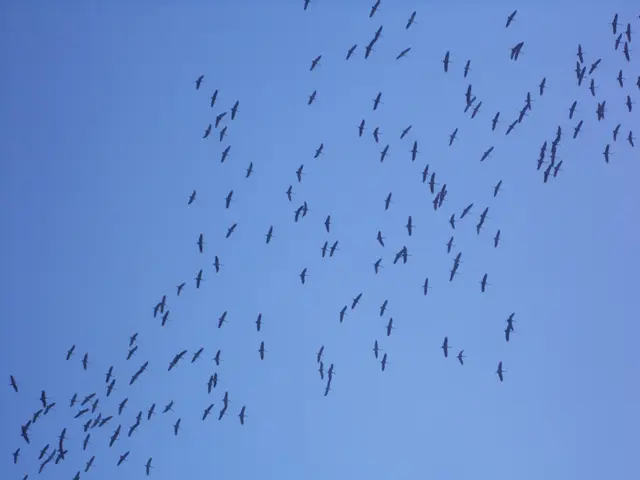Am Himmel auch deswegen, weil wir die Kraniche nach Süden ziehen sehen.  | Foto: Kurt Wolter