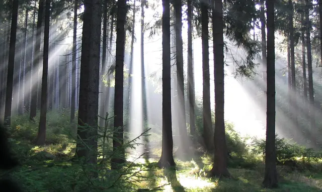 Ohne Licht geht´s nicht. Nur Licht ermöglicht Leben.  | Foto: Kurt Wolter