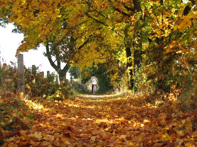 Doch schon im Herbst merken wir, dass die Tage kürzer werden. | Foto: Kurt Wolter