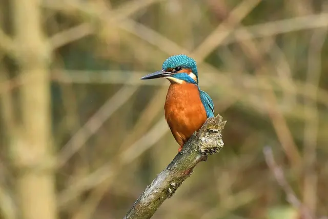 Foto: Copyright Andreas Schäfer