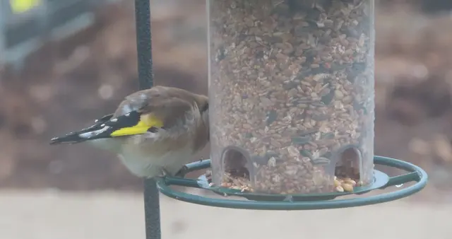 Aussschnitt aus dem Original-Foto. | Foto: M. A.