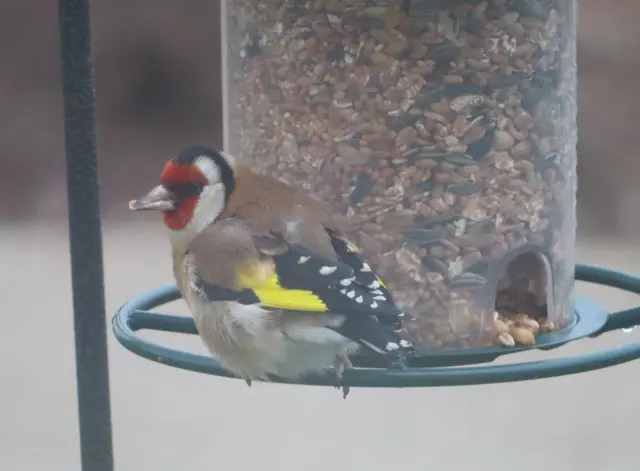 Aussschnitt aus dem Original-Foto. | Foto: M. A.